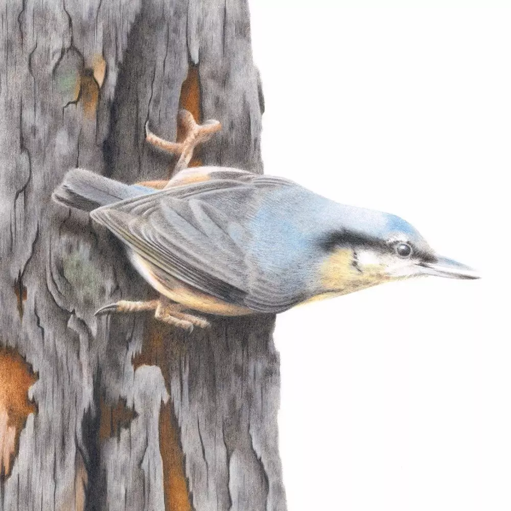 Nuthatch Coloured Pencil Illustration